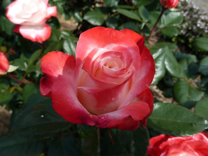 Red and white roses in a garden