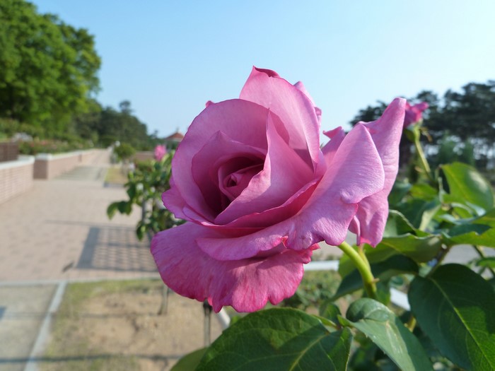 Purple rose in a garden
