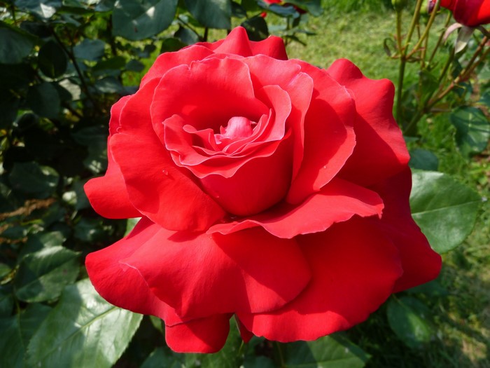 Red Rose in Garden