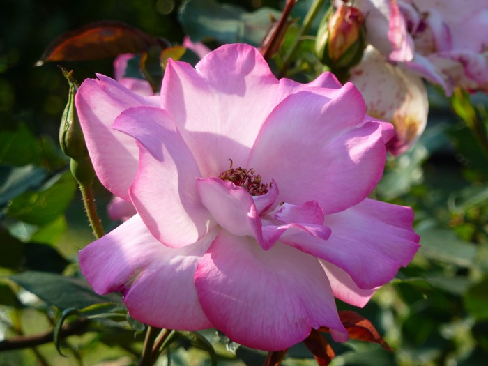 Pink Rose Flower