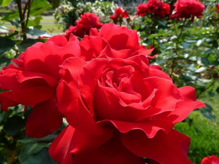 Red Roses in a Garden