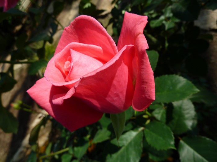 Pink rose in bloom