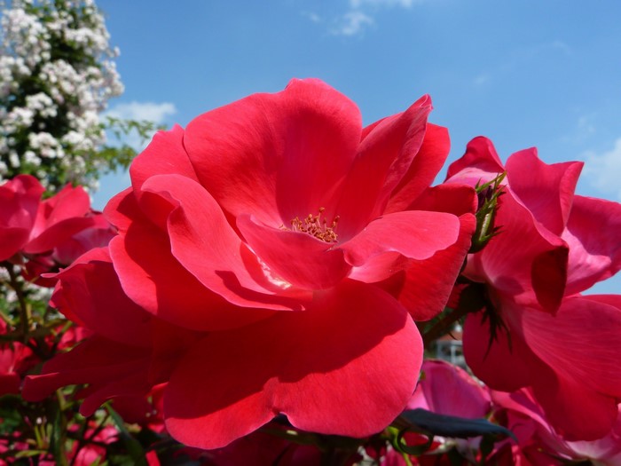 Close-up of a bright red rose in bloom
