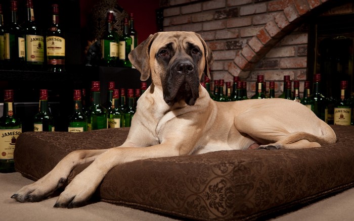Great Dane dog lying on a bed in front of Jameson bottles