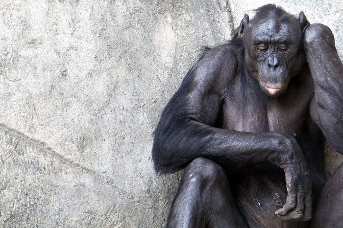 Bonobo resting its head on its hand