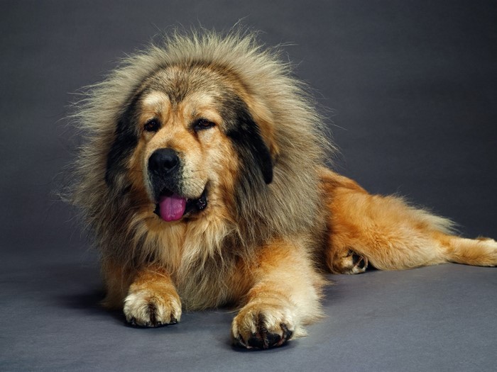 Tibetan Mastiff dog lying down