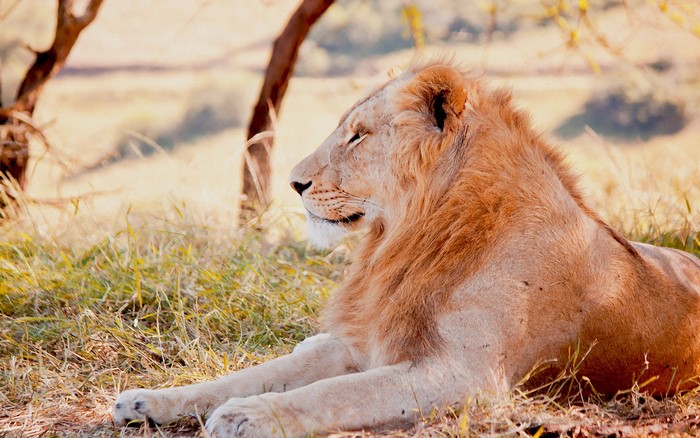Lion resting in a grassy field