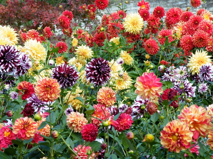 A bed of colorful Dahlias in bloom
