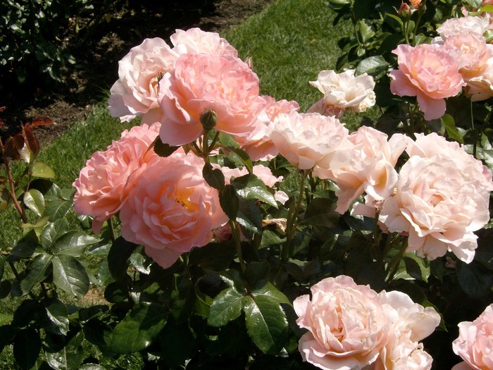 Pink roses in a garden