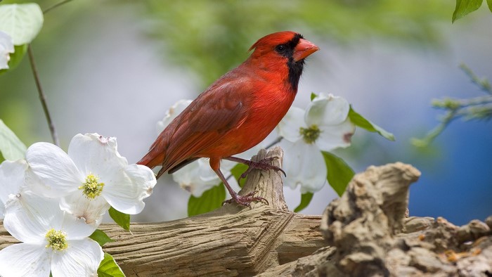 Red Cardinal bird on a branch with white flowers