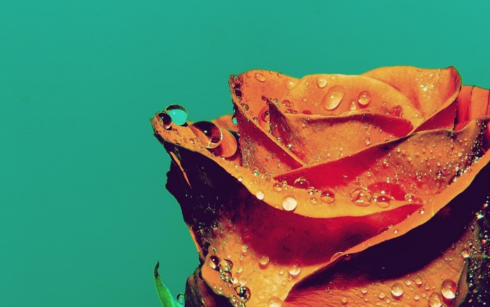 Orange rose with water droplets