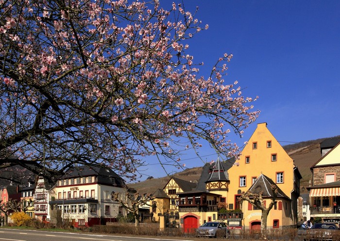 Almond blossoms in bloom in front of historic buildings in Germany