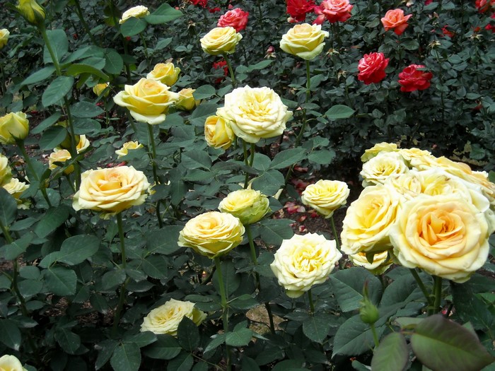 Yellow and red roses in a garden