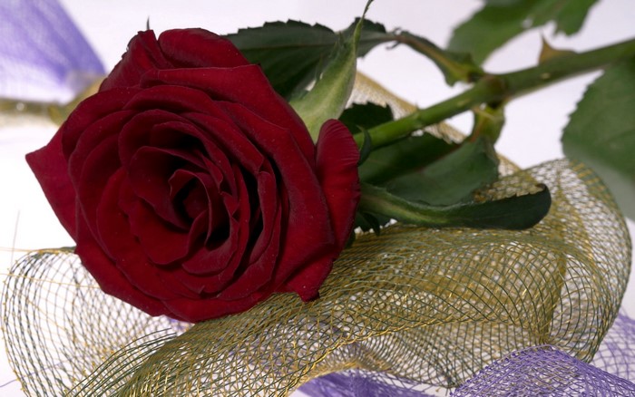 Red rose with decorative mesh