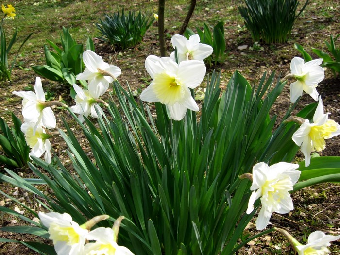 White and yellow daffodils in a garden