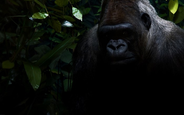 Gorilla in a dark jungle setting
