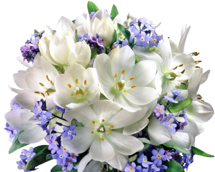 White Tulips and Blue Forget-Me-Nots Bouquet