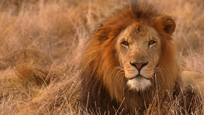 Lion with a mane in dry grass