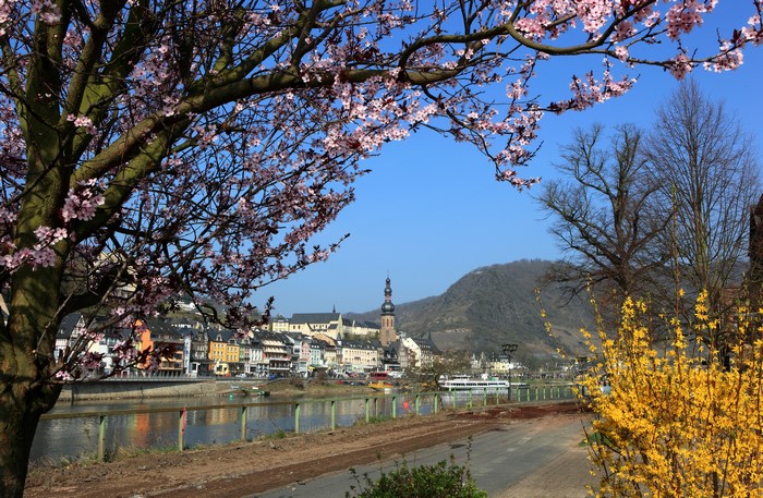 Cochem, Germany with blooming trees and river