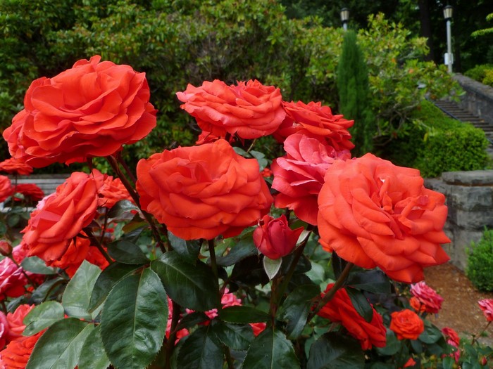 Close-up of bright orange roses in a garden