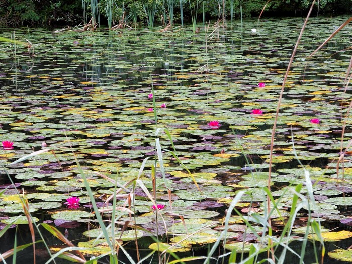 Pink water lilies on a pond