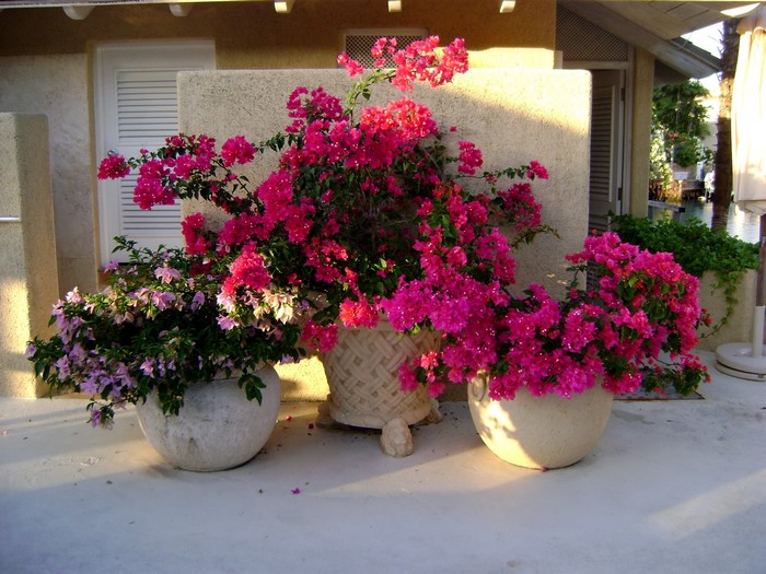 Bougainvillea flowers in pots on a patio