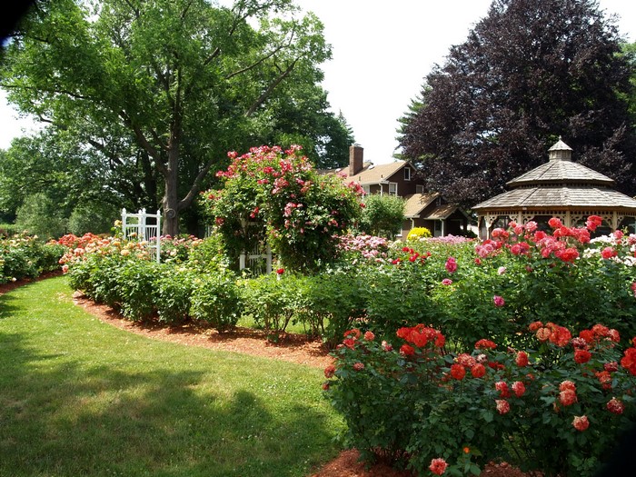 Rose garden with gazebo and house