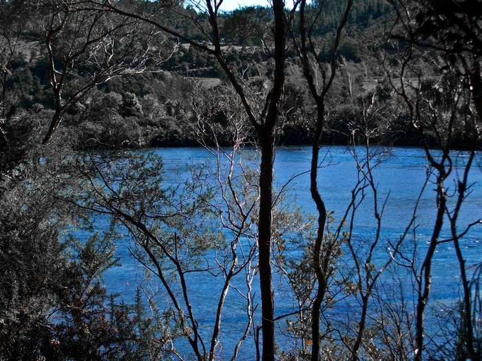 River and trees in Tasman National Park, New Zealand