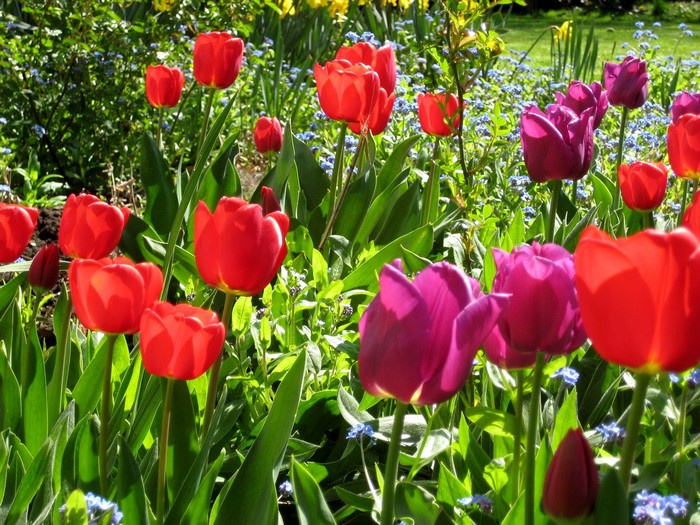 Red and purple tulips in a garden