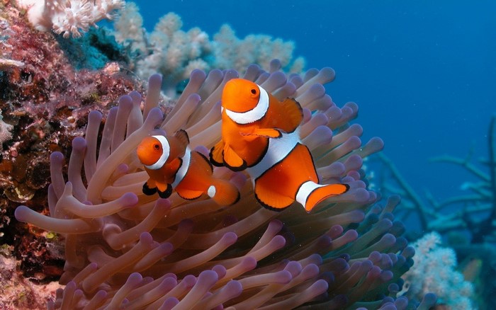 Two clownfish in an anemone underwater
