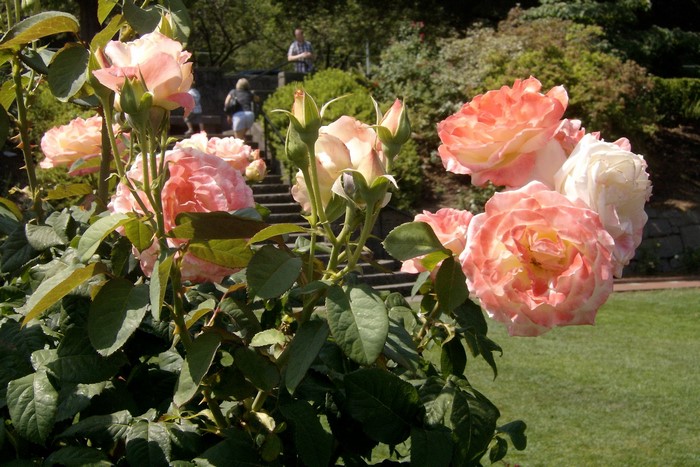 Pink and white roses in a garden with people on stairs
