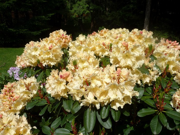 Cream colored Rhododendron flowers in bloom