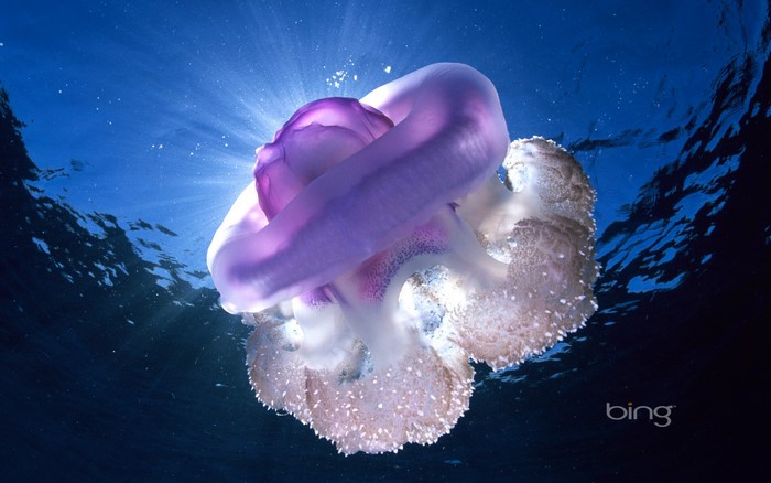 Purple jellyfish underwater with sun rays
