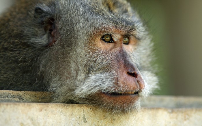 Close-up of a monkey's face