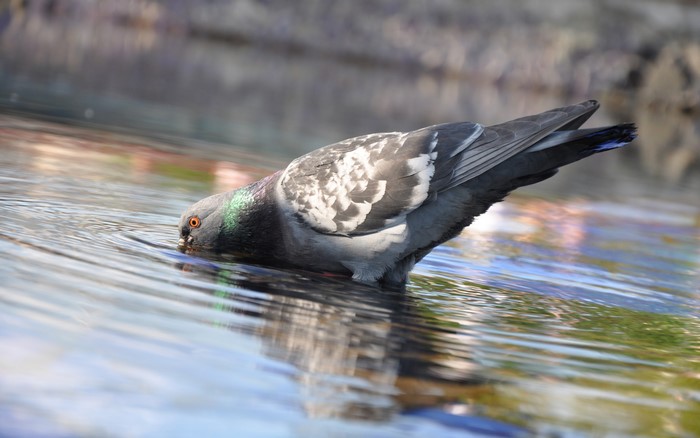 A pigeon drinks water from a shallow body of water