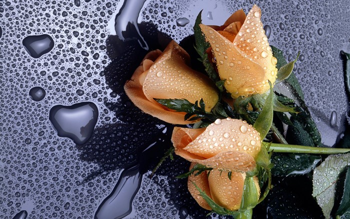 Orange roses with water droplets