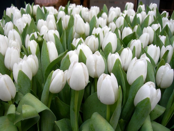 A field of white tulips
