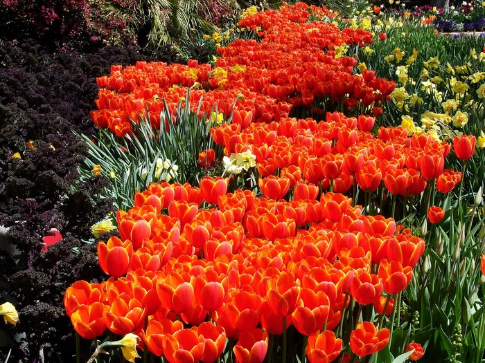Field of Orange Tulips and Yellow Daffodils