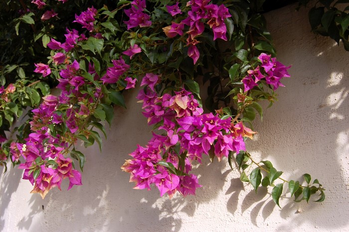 Bougainvillea flowers climbing a textured wall