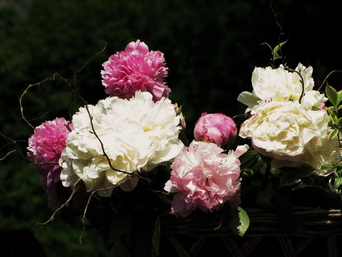 Pink and white peonies in a basket