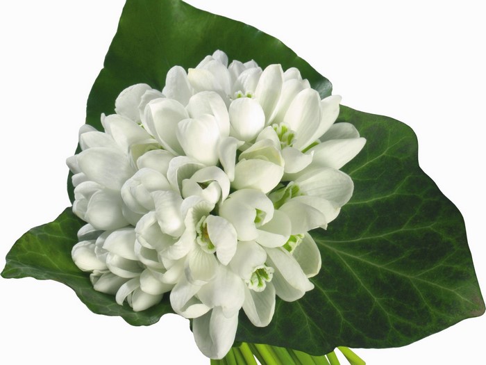 Bouquet of white snowdrops with green leaves