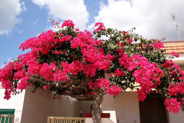 Bougainvillea tree with pink flowers