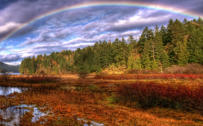 Rainbow over a forest and marshland