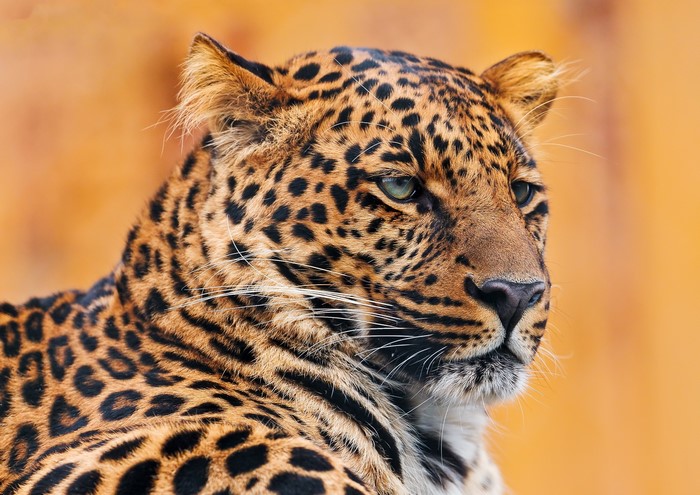Close-up of a leopard's face