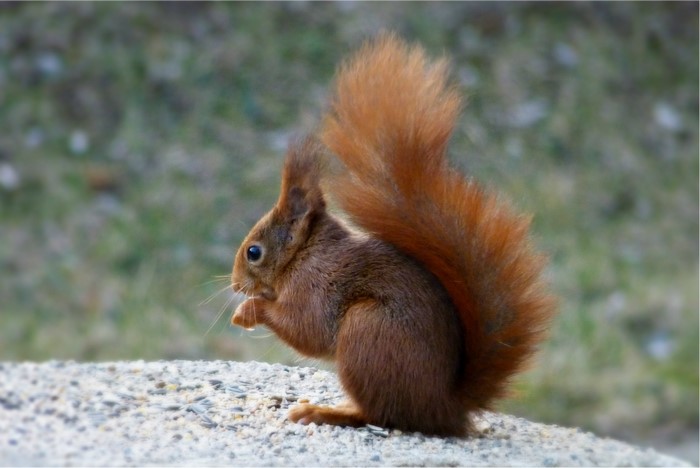 Red squirrel eating on a stone surface