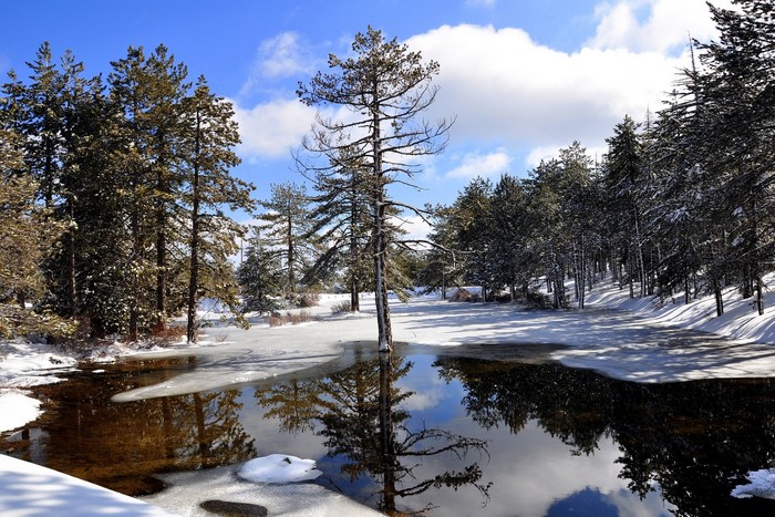 Winter scene with snow, ice, and pine trees