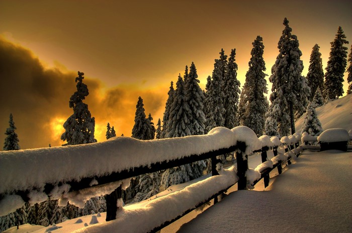 Winter snow-covered trees and fence at sunset