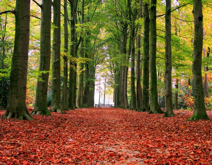 A tree-lined path covered in autumn leaves