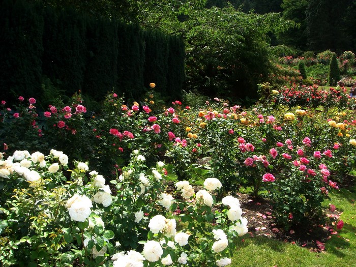 Rose garden with white and pink roses