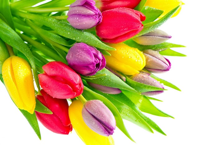 Bouquet of colorful tulips with water droplets